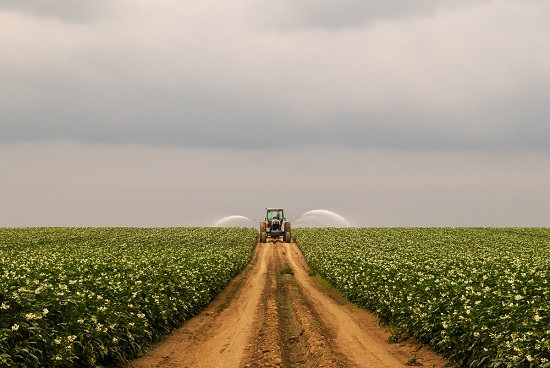 “Potato Blossom” Framed Photo