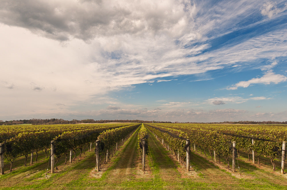 “North Fork Vineyard” by Mike McLaughlin