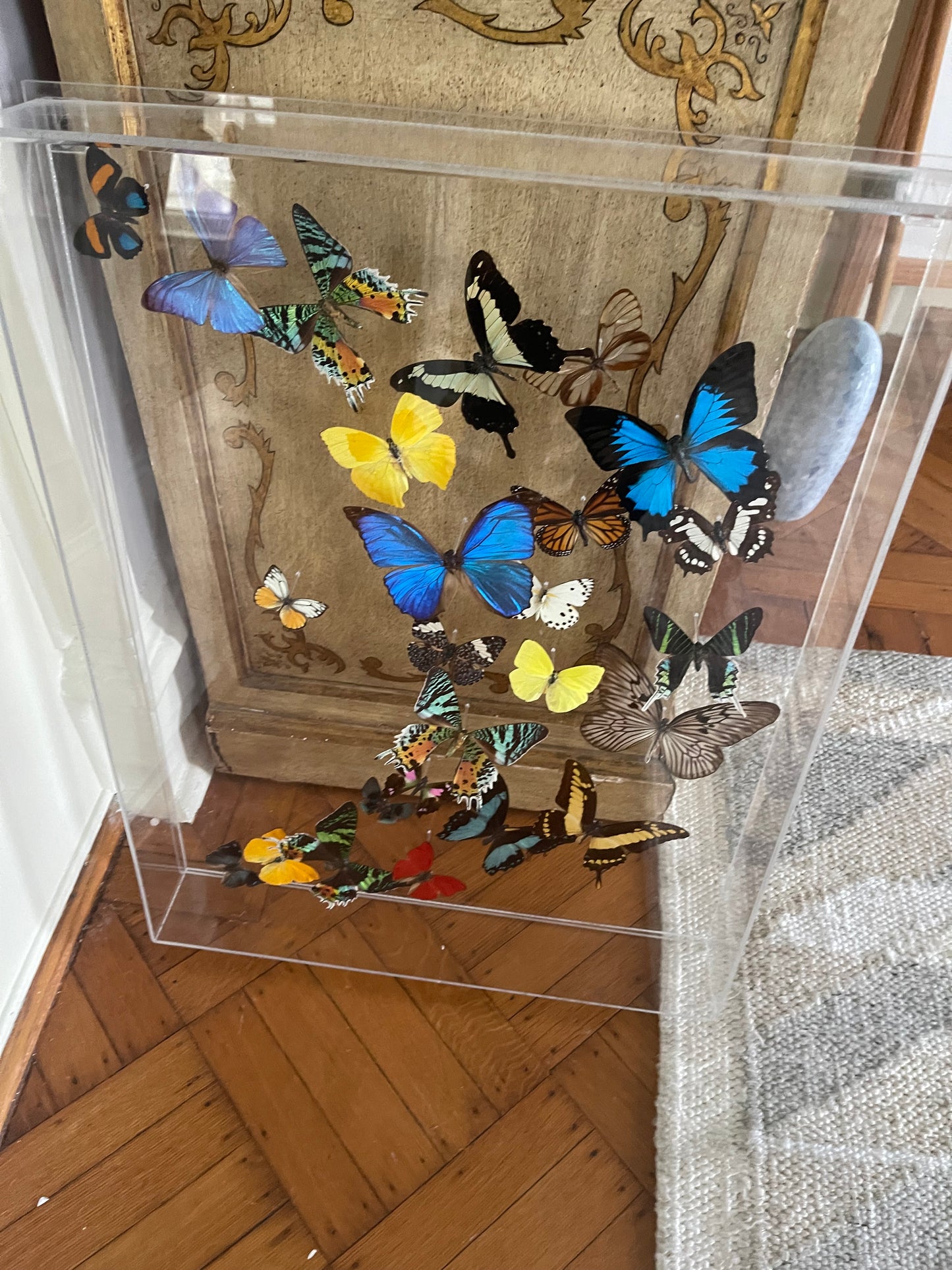 25 Genuine Butterflies in Acrylic Shadow Box