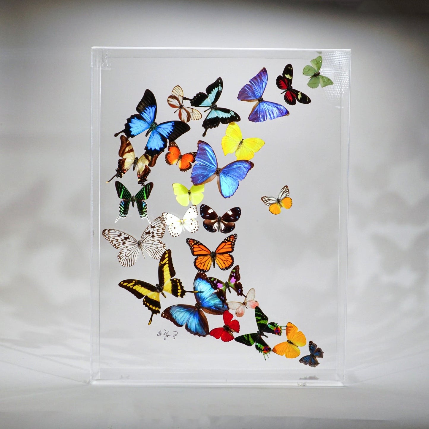 25 Genuine Butterflies in Acrylic Shadow Box