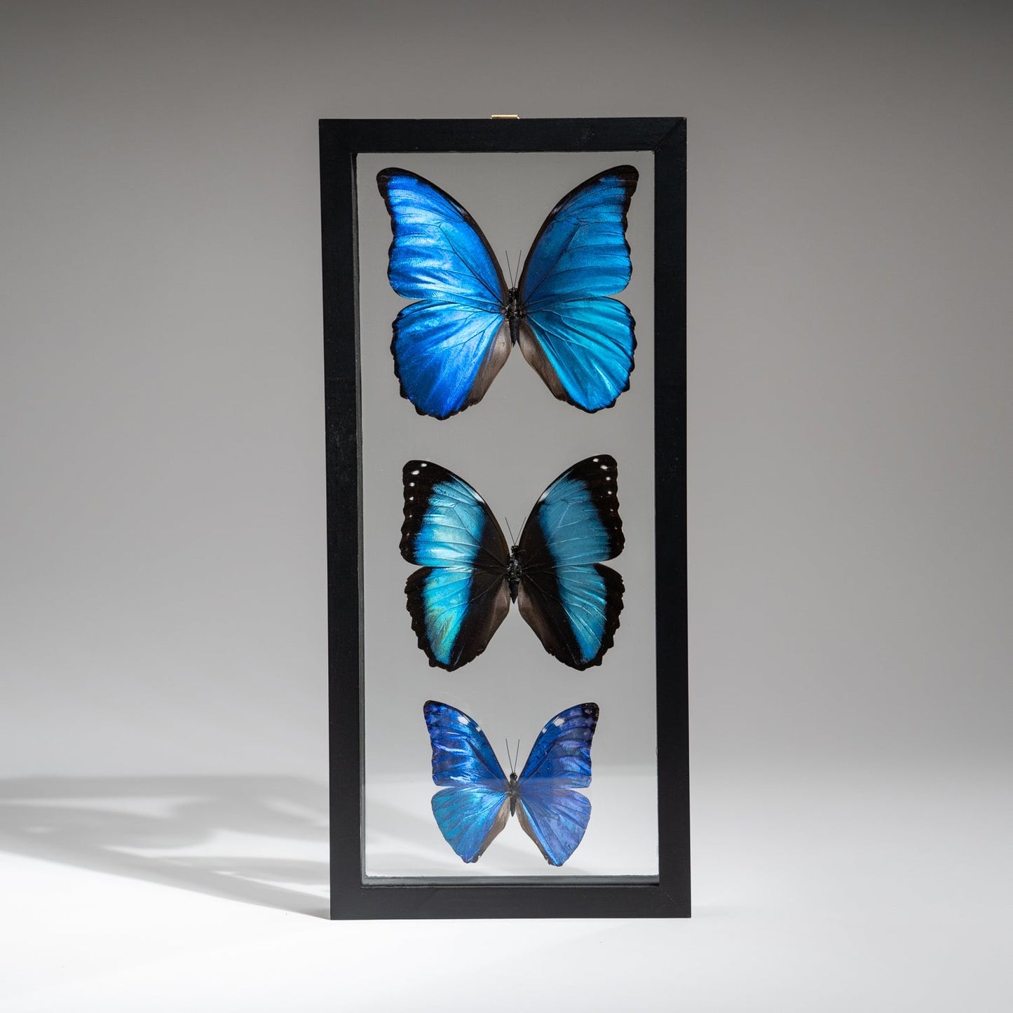 3 Genuine Morpho Butterflies in Black Display Frame