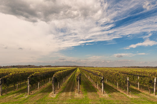 “North Fork Vineyard” by Mike McLaughlin